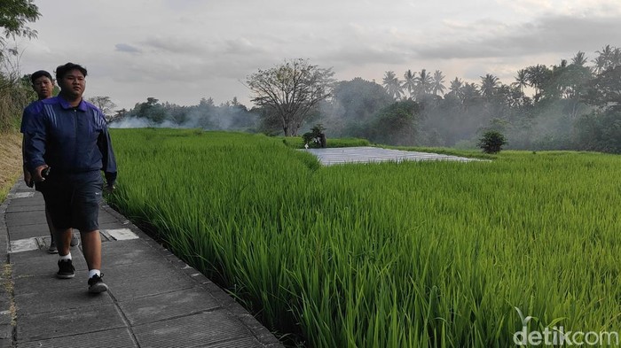 Hamparan sawah hijau di jogging track Subak Penarungan, Mengwi, Badung, Bali. (Foto: Agus Eka/detikBali) Hamparan sawah hijau di jogging track Subak Penarungan, Mengwi, Badung, Bali. (Foto: Agus Eka/detikBali)