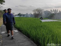 7 Jogging Track View Sawah di Badung untuk Pelari Kalcer