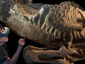 Fosil Berusia 66 Juta Tahun Disebut Ahli sebagai Mumi Dinosaurus, Ini Temuannya