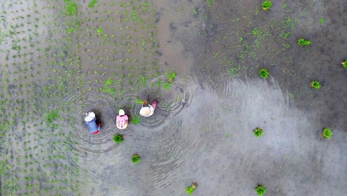 Foto udara petani menanam padi di Nagari Padang Laweh Malalo, Tanah Datar, Sumatera Barat, Minggu (26/10/2025). Pemkab Tanah Datar menerima bantuan Kementerian Pertanian senilai Rp17 miliar untuk kegiatan optimasi atau upaya untuk meningkatkan produktivitas dan profitabilitas lahan sawah melalui penataan sistem pengairan guna meningkatkan indeks pertanaman dan produktivitas padi..  ANTARA FOTO/Iggoy el Fitra/bar