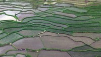 Petani bekerja di area sawah yang termasuk dalam program optimasi lahan senilai Rp17 miliar dari Kementerian Pertanian di Tanah Datar. Foto: ANTARA FOTO/Iggoy el Fitra Petani bekerja di area sawah yang termasuk dalam program optimasi lahan senilai Rp17 miliar dari Kementerian Pertanian di Tanah Datar. Foto: ANTARA FOTO/Iggoy el Fitra