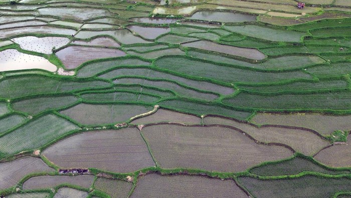 Petani Tanah Datar Genjot Produksi Padi Lewat Program Optimasi Foto udara petani menanam padi di Nagari Padang Laweh Malalo, Tanah Datar, Sumatera Barat, Minggu (26/10/2025). Pemkab Tanah Datar menerima bantuan Kementerian Pertanian senilai Rp17 miliar untuk kegiatan optimasi atau upaya untuk meningkatkan produktivitas dan profitabilitas lahan sawah melalui penataan sistem pengairan guna meningkatkan indeks pertanaman dan produktivitas padi..  ANTARA FOTO/Iggoy el Fitra/bar