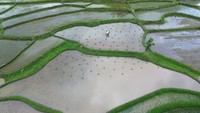 Foto udara memperlihatkan petani menanam padi di lahan persawahan Nagari Padang Laweh Malalo, Tanah Datar, Sumatera Barat. Foto: ANTARA FOTO/Iggoy el Fitra Foto udara memperlihatkan petani menanam padi di lahan persawahan Nagari Padang Laweh Malalo, Tanah Datar, Sumatera Barat. Foto: ANTARA FOTO/Iggoy el Fitra