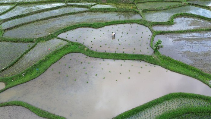 Petani Tanah Datar Genjot Produksi Padi Lewat Program Optimasi Foto udara petani menanam padi di Nagari Padang Laweh Malalo, Tanah Datar, Sumatera Barat, Minggu (26/10/2025). Pemkab Tanah Datar menerima bantuan Kementerian Pertanian senilai Rp17 miliar untuk kegiatan optimasi atau upaya untuk meningkatkan produktivitas dan profitabilitas lahan sawah melalui penataan sistem pengairan guna meningkatkan indeks pertanaman dan produktivitas padi..  ANTARA FOTO/Iggoy el Fitra/bar