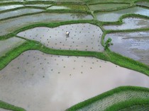 Petani Tanah Datar Genjot Produksi Padi Lewat Program Optimasi