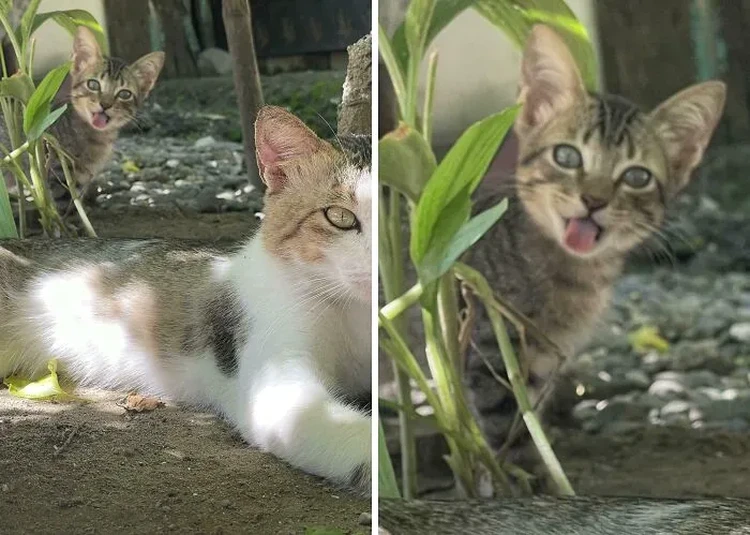 Photobomber! Momen Perusak Foto yang Bikin 100% Gagal Fokus Bukan salah kameranya, tapi mereka yang tiba-tiba in frame dan bikin gagal fokus. Ini dia kumpulan photobomber legendaris yang bikin senyum.
