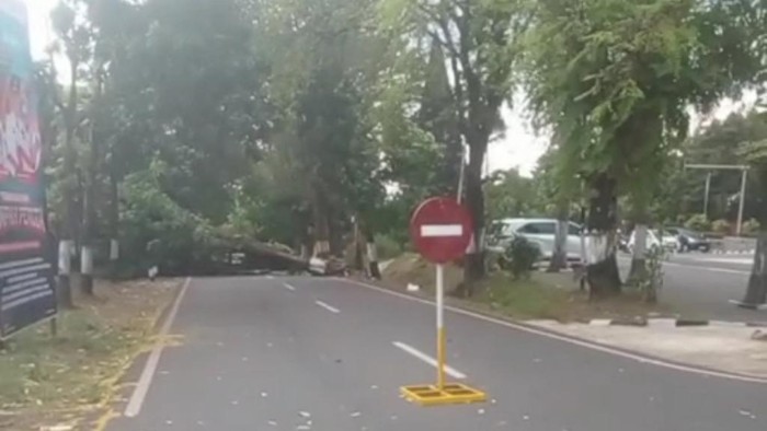 Pohon Sonokeling besar tumbang di jalur wisata Prigen, Pasuruan dekat Taman Chandra Wilwatikta. Lalu lintas direkayasa. Pohon Sonokeling besar tumbang di jalur wisata Prigen, Pasuruan dekat Taman Chandra Wilwatikta. Lalu lintas direkayasa.