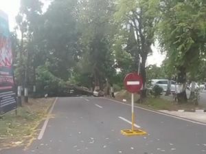 Pohon Besar Tumbang Tutup Jalur Wisata Prigen-Pandaan