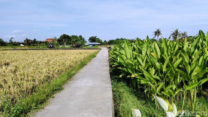 Suasana jogging track Subak Uma Bun, Desa Angantaka, Badung. (Foto: Agus Eka/detikBali)