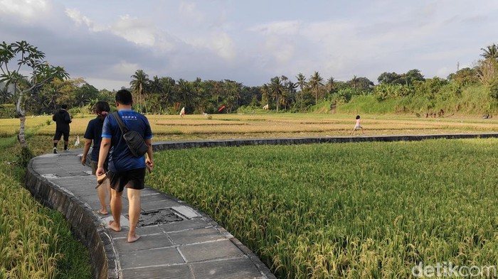 Suasana saat jogging di Subak Penarungan, Mengwi, Badung, Bali. (Foto: Agus Eka/detikBali)