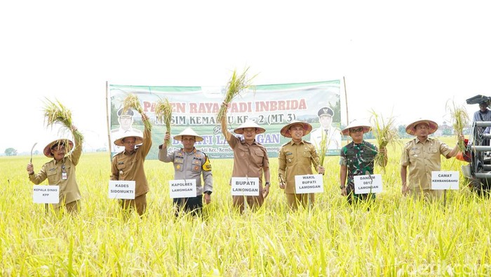 Bupati Lamongan Yuhronur Efendi saat panen raya di Desa Sidomukti, Kembangbahu. Bupati Lamongan Yuhronur Efendi saat panen raya di Desa Sidomukti, Kembangbahu.