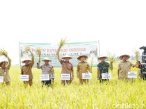 1.700 Hektare Sawah di Kembangbahu Lamongan Siap Panen Raya