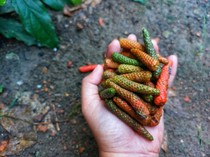 5 Fakta Menarik Cabai Jawa, Rempah Unik yang Mirip Buah