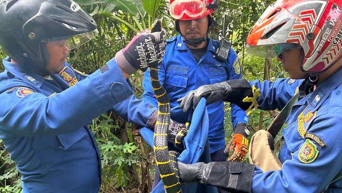 Momen Damkar mengevakuasi dua ekor ular cincin emas di Sedayu, Bantul, Senin (27/10/2025).