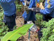Sepasang Ular Cincin Emas Nangkring di Pekarangan, Warga Bantul Lapor Damkar