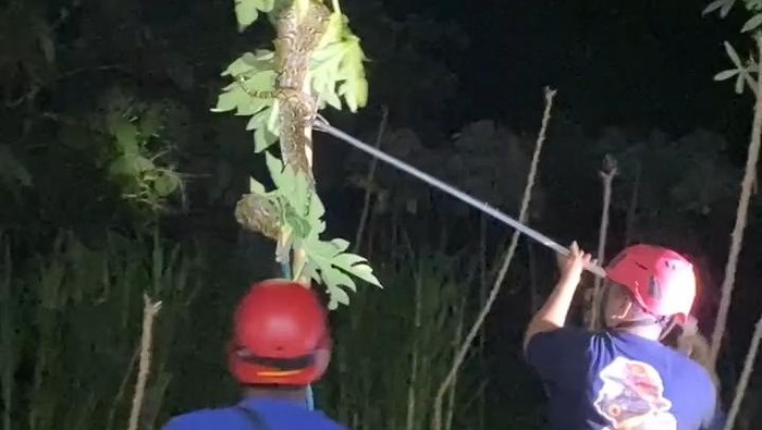 Kagetnya Hasto Tengah Malam Pergoki Sanca 2,5 Meter Panjat Pohon Pepaya