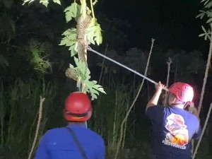 Kagetnya Hasto Tengah Malam Pergoki Sanca 2,5 Meter Panjat Pohon Pepaya