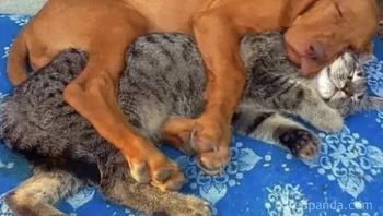 Niatnya mau adopsi kucing, eh jadi sama anjing juga karena mereka sahabat tak terpisahkan. Foto: Things that make you go awww via Bored Panda