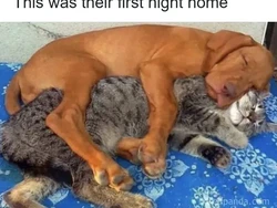 Galeri Hewan Lucu, Dijamin Bikin Kamu Senyum-senyum Sendiri