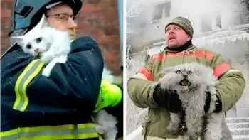 Perbedaan kucing Denmark dan Rusia saat dievakuasi dari lokasi kebakaran. Foto: Things that make you go awww via Bored Panda
