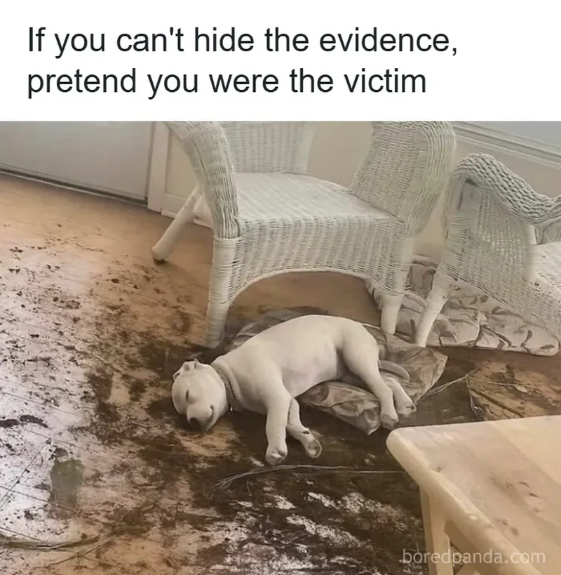 Kumpulan foto peliharaan ini bikin pecinta hewan senyum-senyum sendiri karena gemas. Dijamin mood langsung oke!