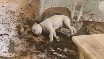 Pura-pura jadi korban agar selamat. Foto: Things that make you go awww via Bored Panda