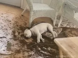 Galeri Hewan Lucu, Dijamin Bikin Kamu Senyum-senyum Sendiri