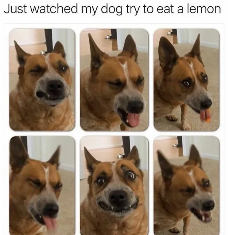 Kumpulan foto peliharaan ini bikin pecinta hewan senyum-senyum sendiri karena gemas. Dijamin mood langsung oke!