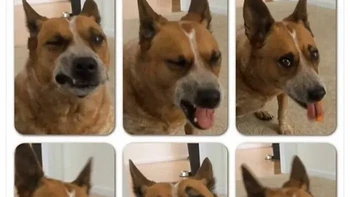 Anjing ini mencoba makan lemon. Foto: Things that make you go awww via Bored Panda