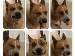 Galeri Hewan Lucu, Dijamin Bikin Kamu Senyum-senyum Sendiri