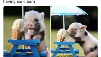 Aww, piglet makan es krim. Foto: Things that make you go awww via Bored Panda