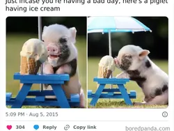 Galeri Hewan Lucu, Dijamin Bikin Kamu Senyum-senyum Sendiri