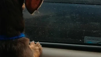 Sama-sama terjebak dalam mobil. Foto: Things that make you go awww via Bored Panda