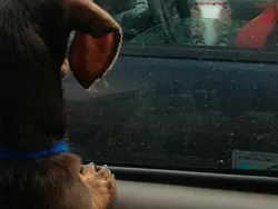 Galeri Hewan Lucu, Dijamin Bikin Kamu Senyum-senyum Sendiri