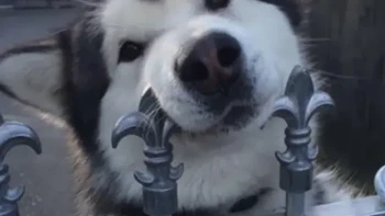 Tidak terlihat mengerikan. Foto: Things that make you go awww via Bored Panda