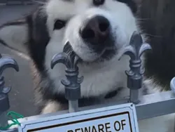 Galeri Hewan Lucu, Dijamin Bikin Kamu Senyum-senyum Sendiri