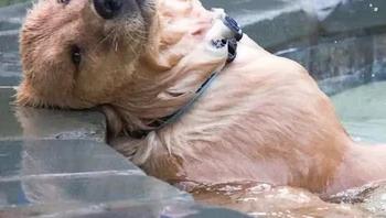 Kenapa, Bro? Kayaknya lagi banyak masalah. Foto: Things that make you go awww via Bored Panda