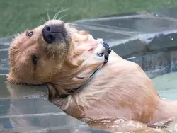 Galeri Hewan Lucu, Dijamin Bikin Kamu Senyum-senyum Sendiri