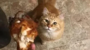 Dibawain chicken wing dan masih hangat. Dapat dari mana, wey?! Foto: Things that make you go awww via Bored Panda