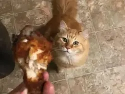 Galeri Hewan Lucu, Dijamin Bikin Kamu Senyum-senyum Sendiri