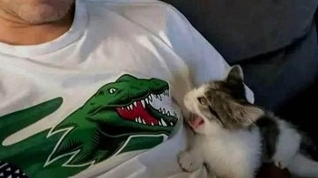 Kucing ketakutan Foto: Chameleonmemes