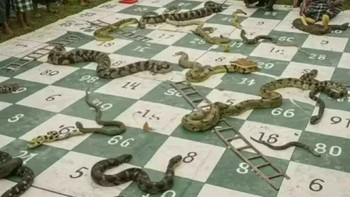 ular dan tangga sungguhan Foto: Chameleonmemes