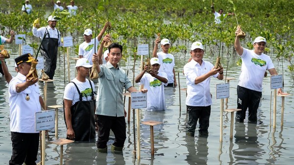 Gibran Tanam Mangrove di Tangerang, Ajak Warga Jaga Pesisir