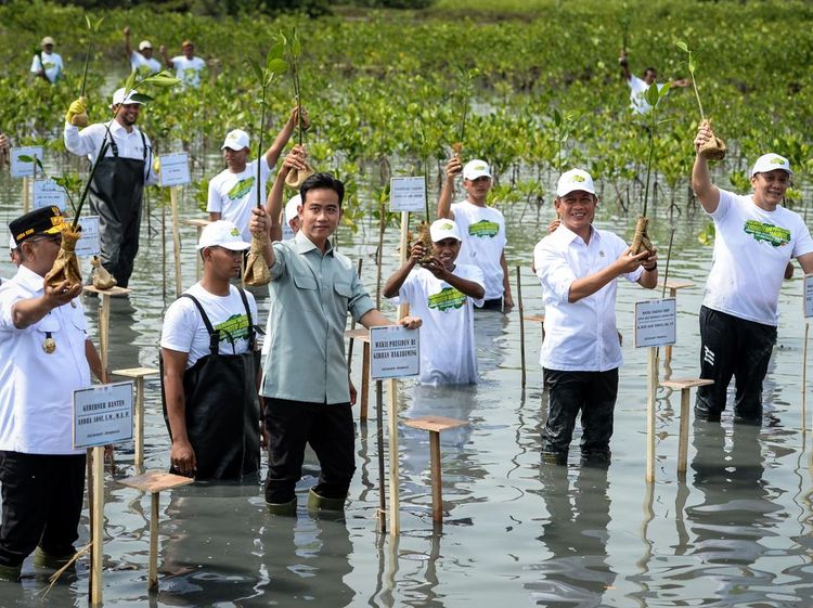 Gibran Tanam Mangrove di Tangerang, Ajak Warga Jaga Pesisir