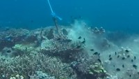 Duh! Terumbu Karang di TN Komodo Rusak Dihajar Jangkar Kapal Duh! Terumbu Karang di TN Komodo Rusak Dihajar Jangkar Kapal