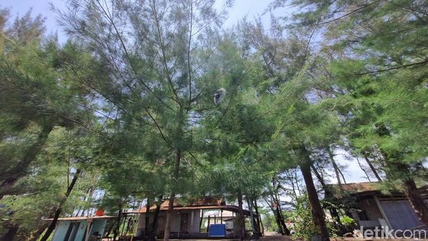 Lampion yang tersangkut di atap bangunan dan pohon cemara di dekat area parkir Pantai Gua Cemara, Bantul, Senin (27/10/2025). Lampion yang tersangkut di atap bangunan dan pohon cemara di dekat area parkir Pantai Gua Cemara, Bantul, Senin (27/10/2025).