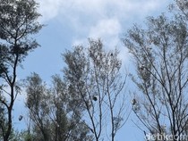 Penampakan Pantai Gua Cemara Usai Festival Lampion Jadi Hujan Api