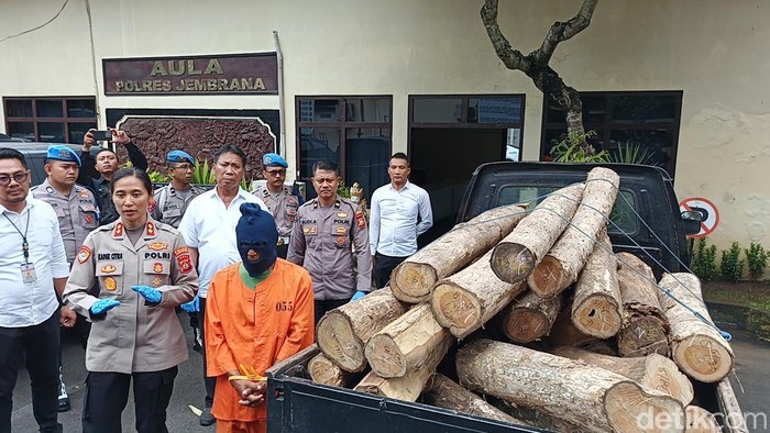 Mariono, tersangka kasus illegal logging digiring petugas saat konferensi pers di Polres Jembrana, Senin (27/10/20205). (Foto: I Putu Adi Budiastrawan/detikBali) Mariono, tersangka kasus illegal logging digiring petugas saat konferensi pers di Polres Jembrana, Senin (27/10/20205). (Foto: I Putu Adi Budiastrawan/detikBali)