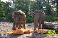 Asian elephants Chendra and Sung-Sarin play with pumpkins, as the Oregon Zoo celebrates Halloween during the 27th annual Squishing of the Squash, in Portland, Oregon, U.S., October 16, 2025. Oregon Zoo/Handout via REUTERS    THIS IMAGE HAS BEEN SUPPLIED BY A THIRD PARTY. MANDATORY CREDIT.  VERIFICATION: - Location and date verified by additional information from source