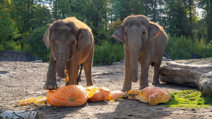 Momen Lucu Gajah-Gajah Oregon Rayakan Halloween Asian elephants Chendra and Sung-Sarin play with pumpkins, as the Oregon Zoo celebrates Halloween during the 27th annual Squishing of the Squash, in Portland, Oregon, U.S., October 16, 2025. Oregon Zoo/Handout via REUTERS    THIS IMAGE HAS BEEN SUPPLIED BY A THIRD PARTY. MANDATORY CREDIT.  VERIFICATION: - Location and date verified by additional information from source